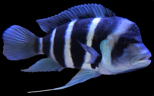 Cyphotilapia gibberosa 'Kitumba'